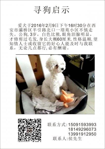 寻找白色比熊小白 家门口走失急急急