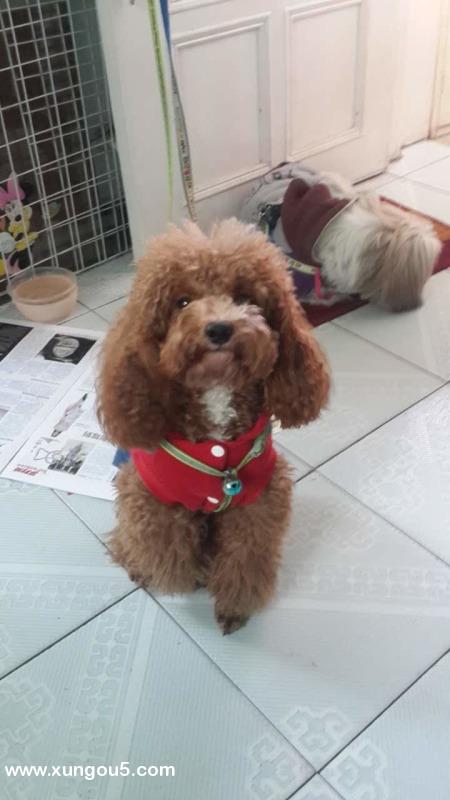广州越秀区锦城花园附近丢失贵宾狗寻狗启事