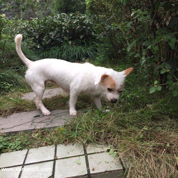 重庆寻找名叫花花的母犬，走丢在高九路