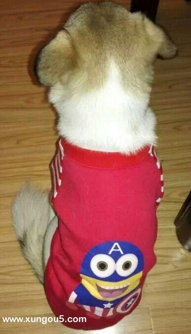 北京：房山区 寻狗启事：爱犬花花丢失 