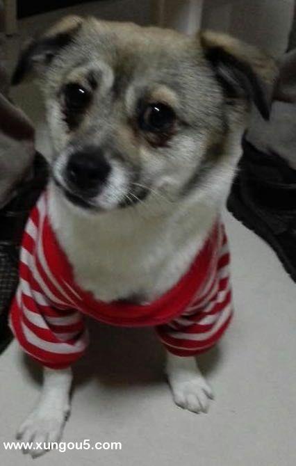 北京寻找爱犬花花