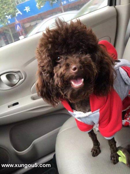 广东中山市东升镇寻找巧克力色贵宾犬