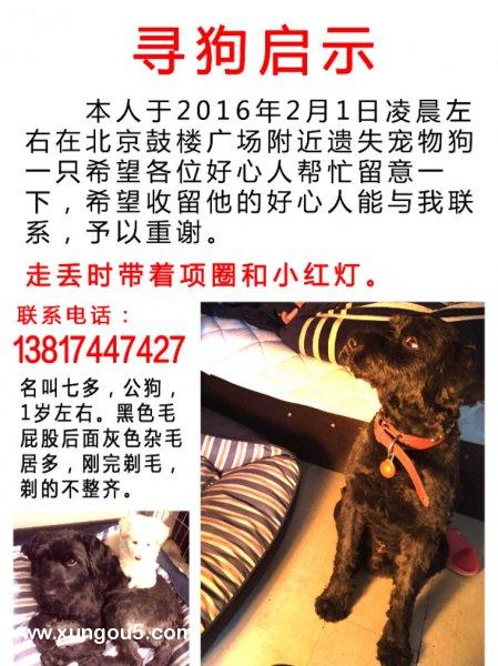 北京鼓楼寻狗启事