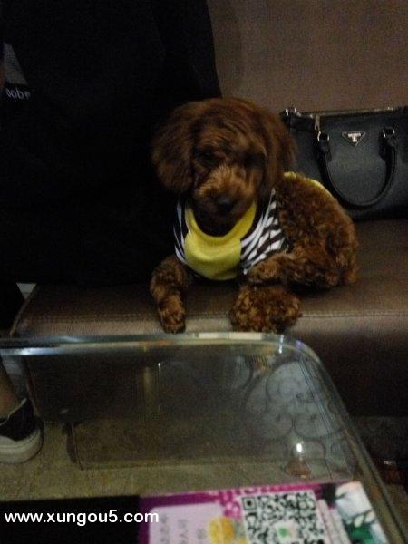 广州寻找棕红色泰迪贵宾犬：甜甜，酬谢
