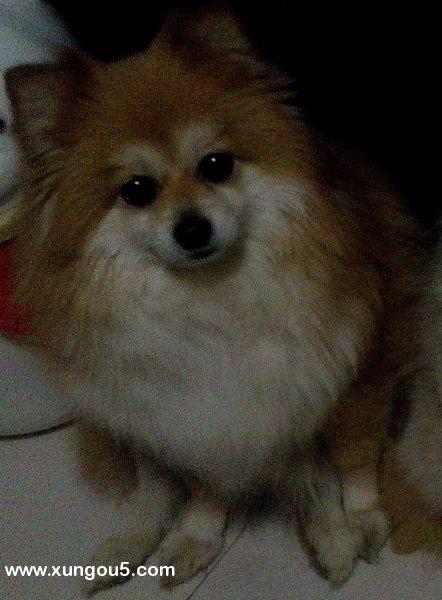 2016年2月9日中午十二点北京海淀天兆家园寻黄白色博美犬贝