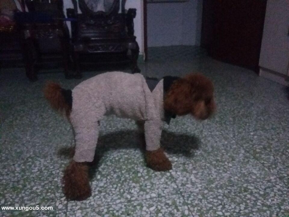 中山华柏路附近走失贵宾犬霏霏寻狗启事