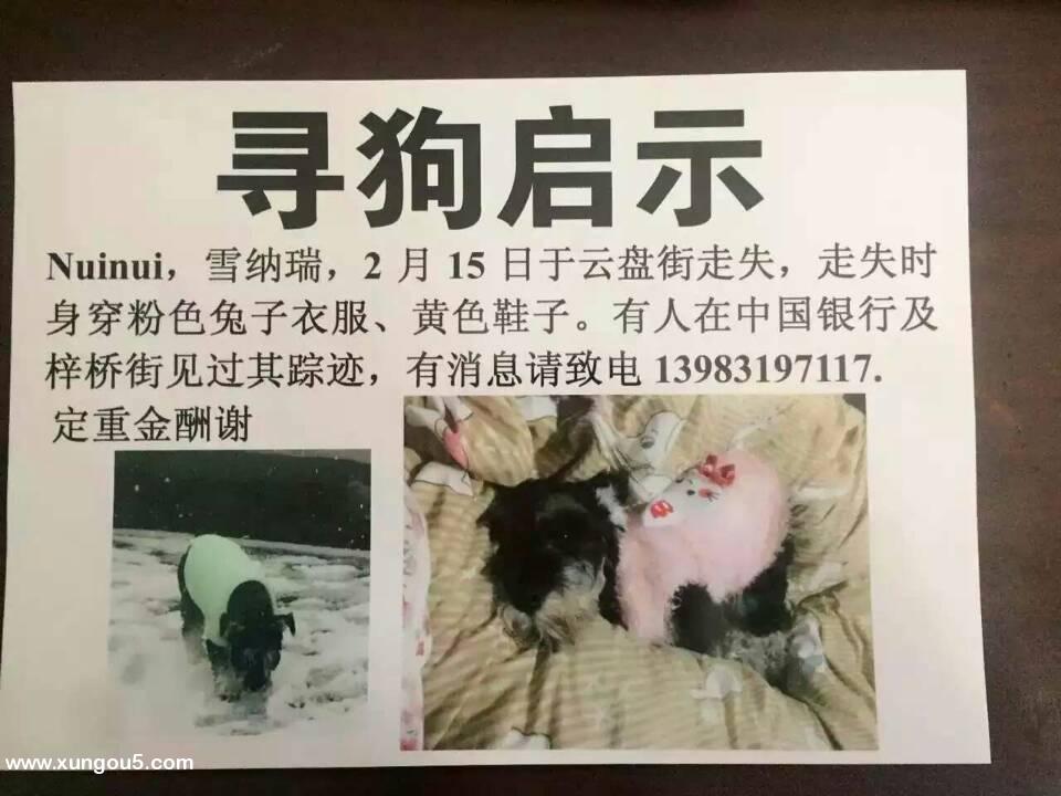 重庆合川寻狗Niuniu，雪纳瑞