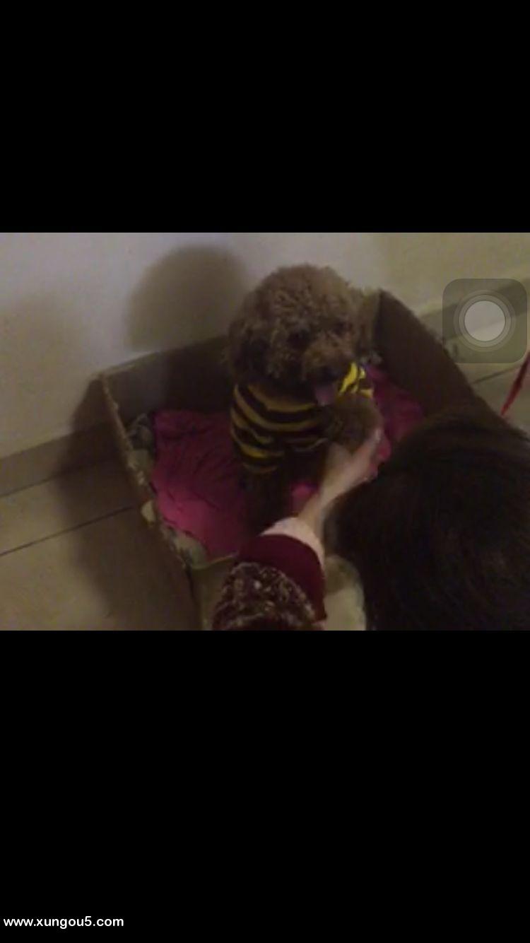 沈阳寻找爱犬小白