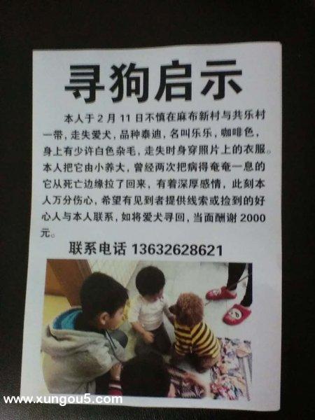重金寻黑色泰迪犬寻狗启事