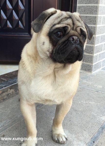 长沙寻狗启事，巴哥犬萌萌走失，急寻救助