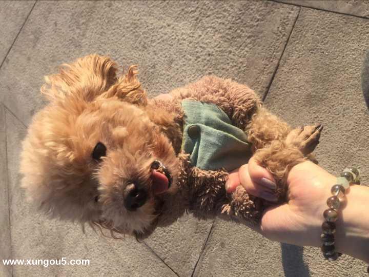 太原山西：失落的贵宾犬仔仔寻家启示