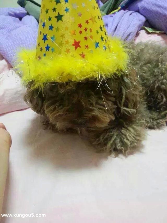 泰迪小白走失，急需寻回