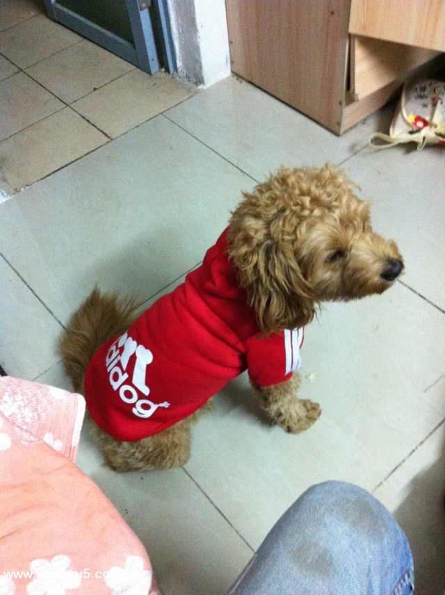 贵宾犬小白走失寻回启事