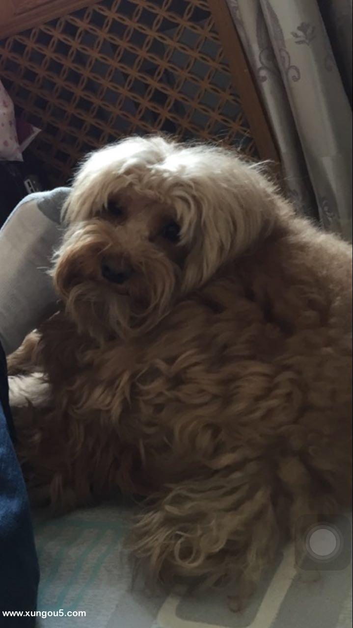 北京寻狗启示：麦梗犬小白走失