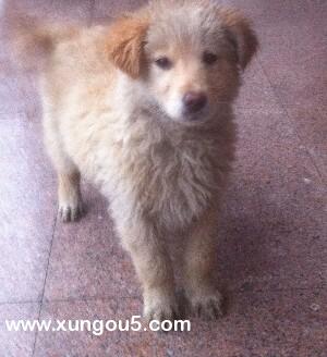 杭州富阳区寻狗启事：寻找失踪的金毛犬希希