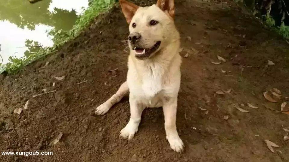 寻找走失的爱犬！【找到诚心酬谢人民币5000元】