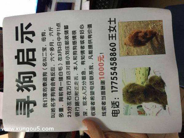 宜宾市寻找丢失的泰迪狗小花
