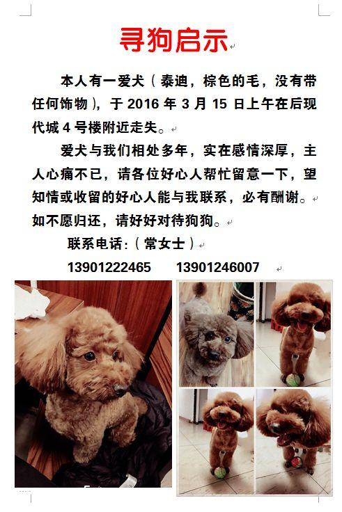 济南寻狗启示！泰迪宝贝米粒走失，请帮忙寻找