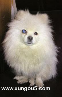 郑州寻狗启事：博美犬小白走失，请帮忙找寻