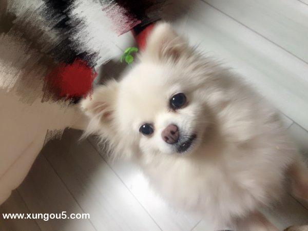 白色博美狗狗蚕豆在燕郊失踪，急需寻找