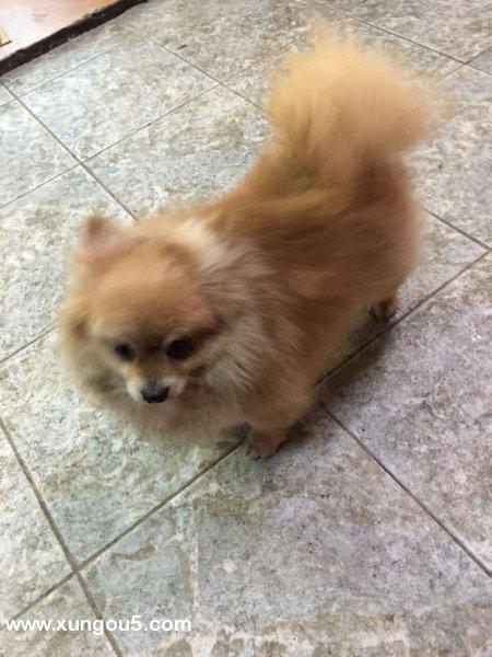 上海浦东新区海阳路博美犬寻狗启示
