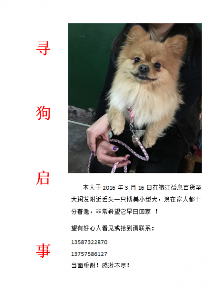 绍兴市越城区寻狗启事，博美犬小黄走失！