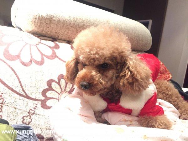 西安寻狗启事：泰迪犬兜兜走失，请帮忙寻找