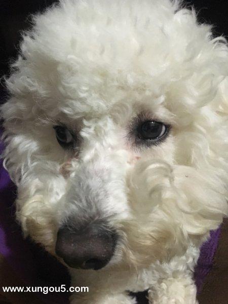 上海寻找纯白色比熊犬小白