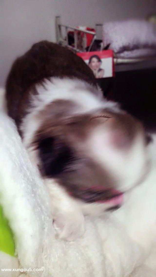 凉山寻找丢失的小白狗