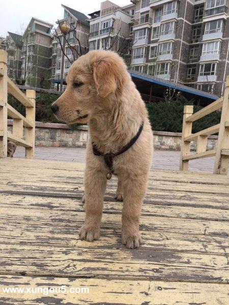北京北苑家园丢失金毛幼犬寻狗启事