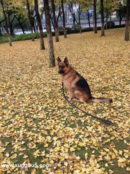 宁波月湖区寻找5岁牧羊犬芽庄的主人