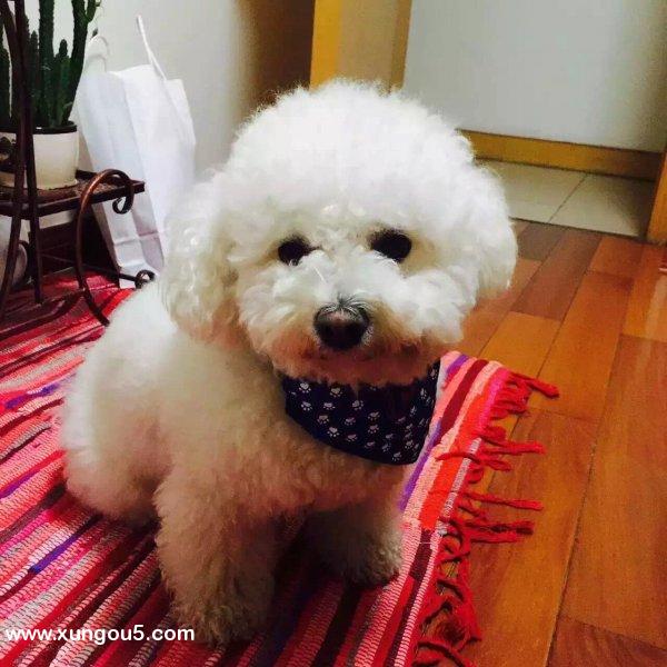 泰迪犬小泰丢失重金寻找启事