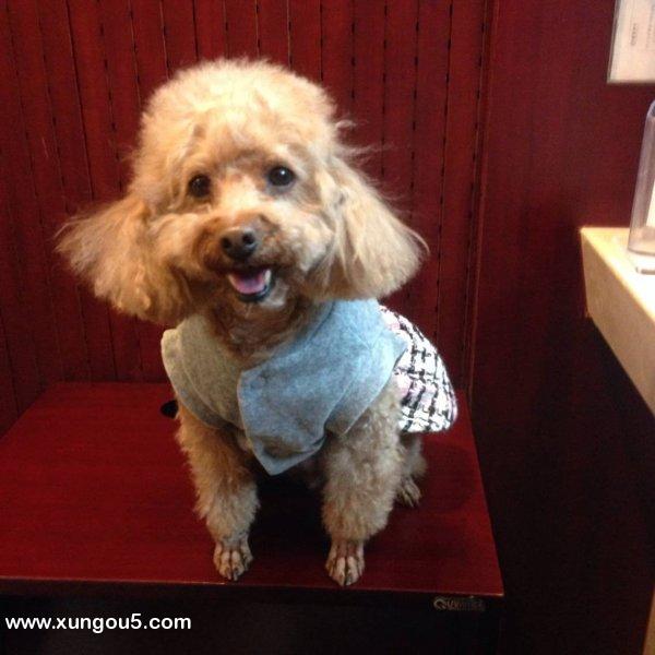 寻找爱犬泰迪球球，希望好心人能够帮忙！