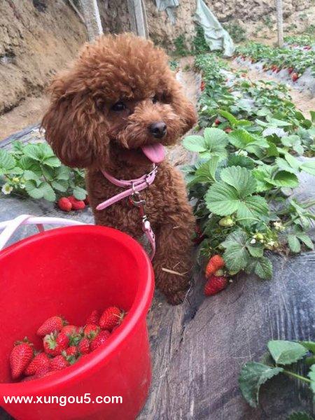 郑州寻狗：现金3000急寻泰迪爱犬