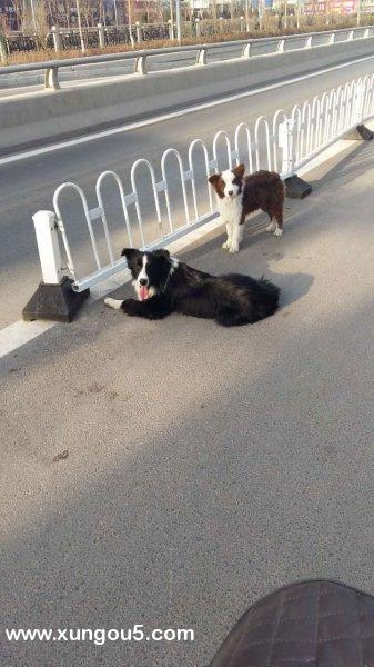 【寻狗启事】高价找回边牧宝贝旺财