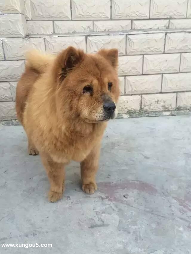 江苏连云港寻找失踪的松狮毛毛