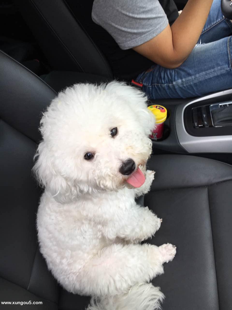 寻找比熊爱狗柚子在沈阳铁西区失踪