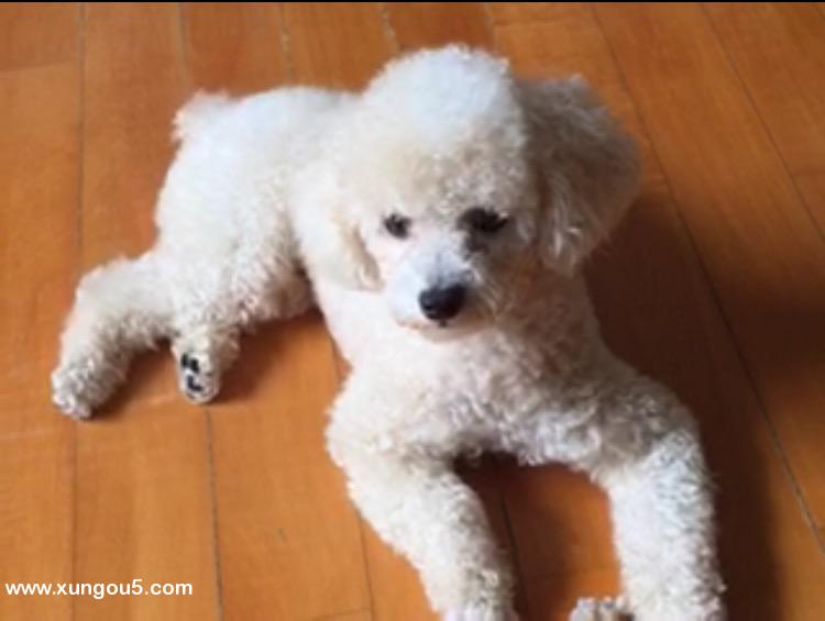 深圳中心公园走失贵宾犬旺旺寻狗启示