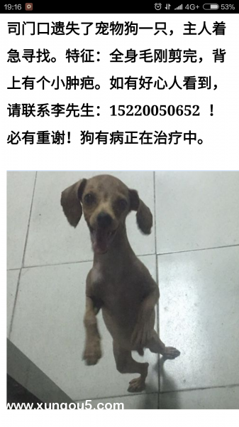 寻狗启事：后瑞地铁站附近7月21日上午8点