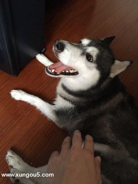 上海闵行区哈士奇娜娜走失启事