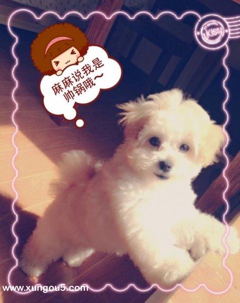 寻我家二娃回家