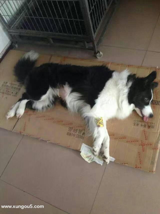 急寻边牧回家：西安