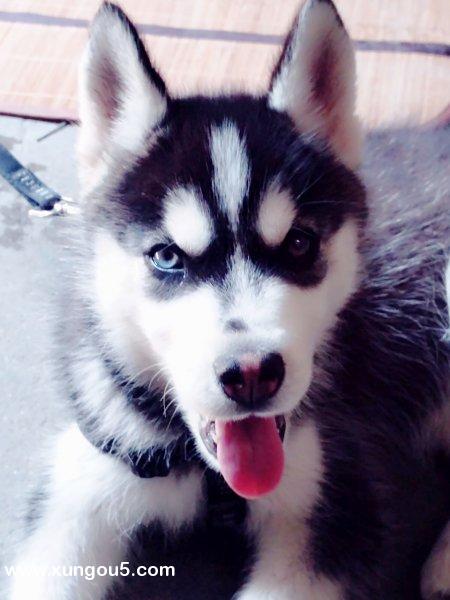 株洲寻找爱犬哈士奇