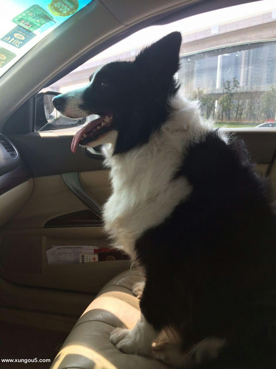 寻找黑白边境牧羊犬