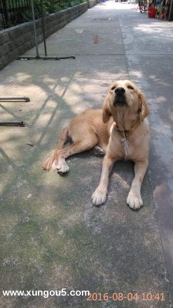 上海虹口区金毛犬走失寻主人