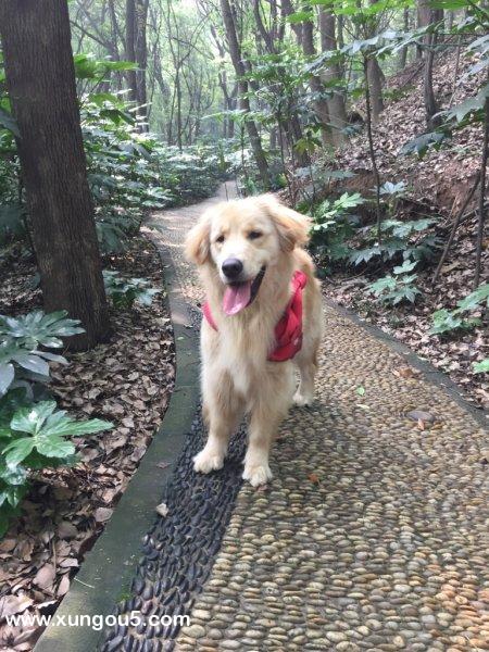重金寻回爱犬美美，上丰小区走失