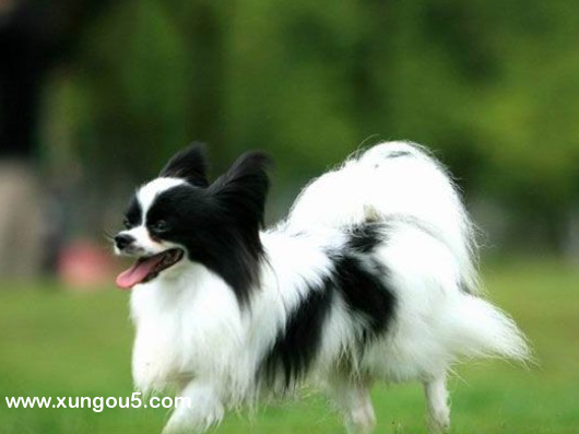 上海寻找失踪边牧犬旺财