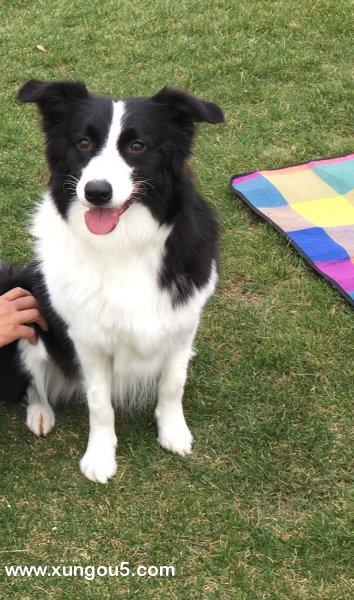 盼爱犬早日回家：失踪边牧犬寻找启事