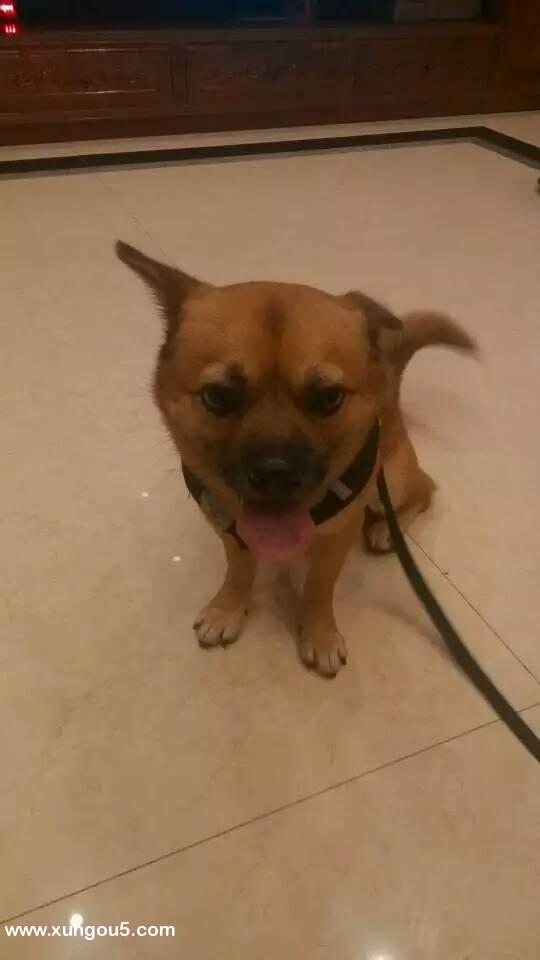 中山东凤寻回爱犬小黑