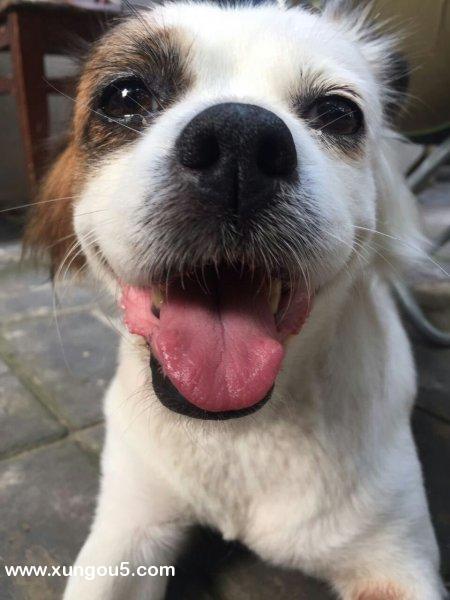 北京右安门附近寻求失踪爱犬lucky线索